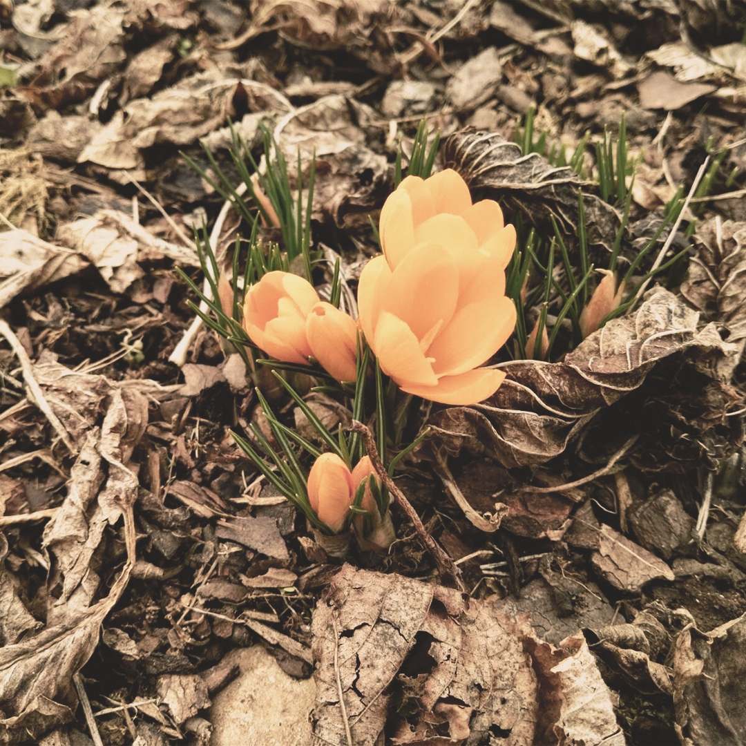 L'Eremo The Land Of Venice - Crocus