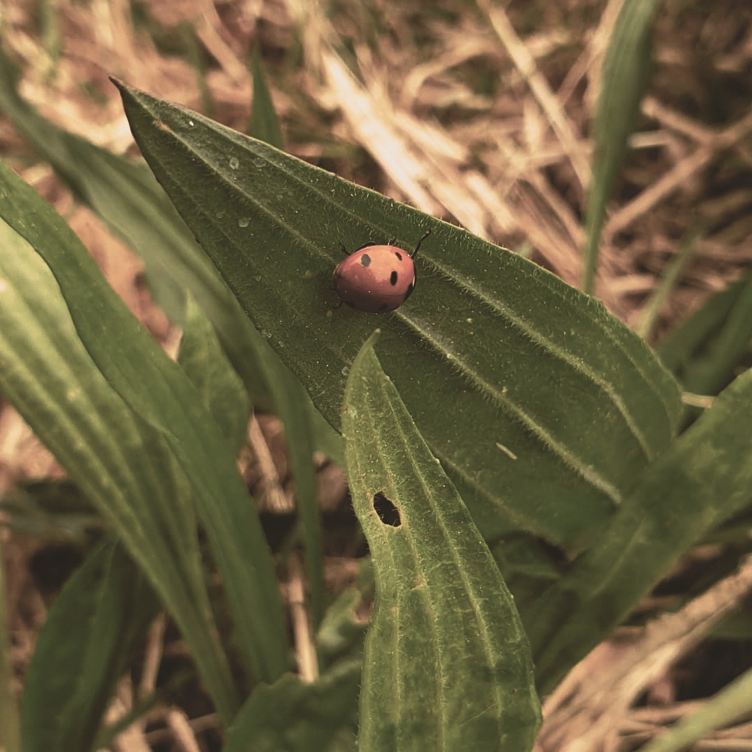 L'Eremo The Land Of Venice - Coccinelle